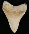 Fossil Megalodon Tooth From North Carolina #11992-2